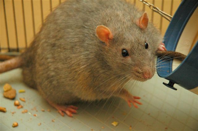 Example of a rat.